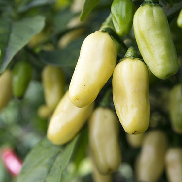 White Habanero Pepper Seeds - The Pepper Pantry (Formerly Marie Sharp's)